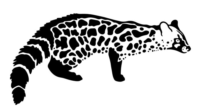 vector genetta on a white background	