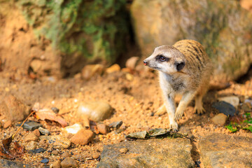 Fototapeta premium Meerkat with surprised emotion. Background with selective focus and copy space