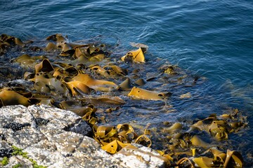 Seaweed and bull kelp growing on rocks in the ocean in australia. Waves moving seaweed over rock and flowing with the tide in Japan. Seaweed farm