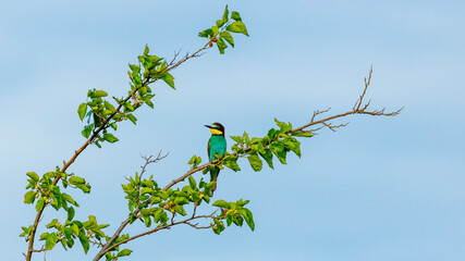 Bee Eater in the Danube Delta in Romania