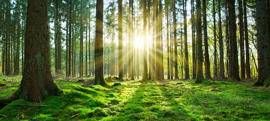 Foto auf Acrylglas Morgen mit Nebel Summer forest with bright sun shining through the trees.