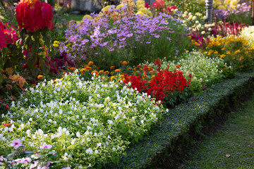 A garden of colorful flowers arranged beautifully in the sunlight creates a refreshing feeling for passers-by to see and take pictures.