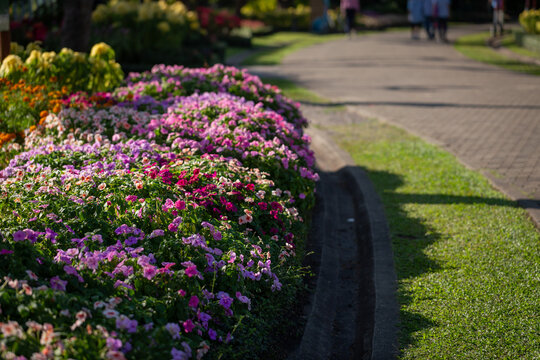 Background image of flower arrangements along a walkway in a park on a sunny afternoon.