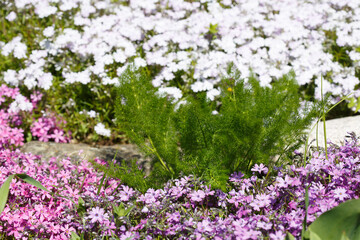 Floral wallpaper of  styloid phlox outside.