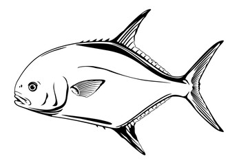 Permit fish in side view, realistic sea fish illustration on white background, recreational fishing, sport fishing