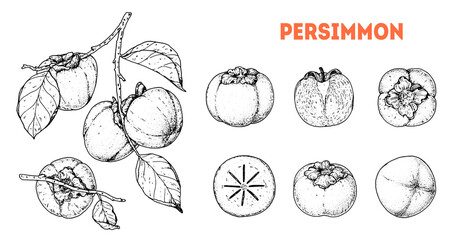 Persimmons fruit. Hand drawn design elements. Vector illustration. Design, package, brochure illustration. Persimmon fruit illustration. Design elements for packaging design and other.