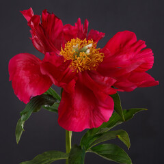 Red peony flower with yellow center isolated on black background.