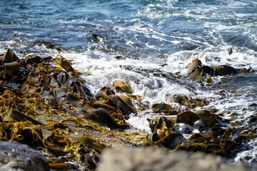 Naklejka premium Seaweed and bull kelp growing on rocks in the ocean in australia. Waves moving seaweed over rock and flowing with the tide in Japan. Seaweed farm 