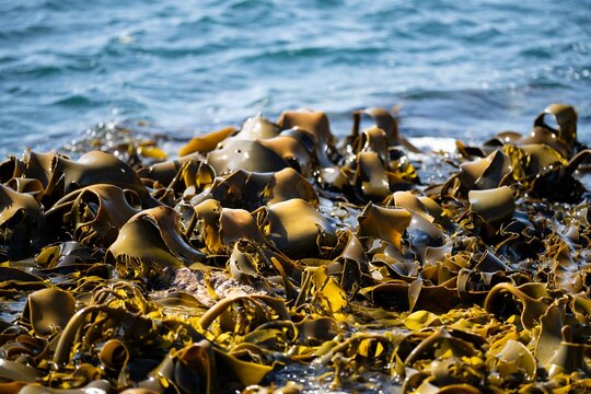 Bull kelp seaweed growing on rocks. Edible sea weed ready to harvest in the ocean