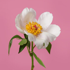 Elegant white simple shape peony flower isolated on pink background.