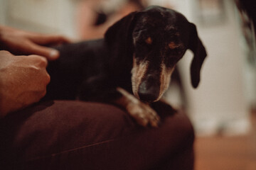 Miniature dachshund dog on lap