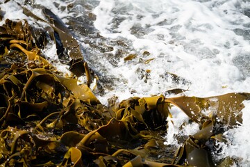 Seaweed and bull kelp growing on rocks in the ocean in australia. Waves moving seaweed over rock and flowing with the tide in Japan. Seaweed farm