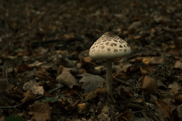 kania mushroom