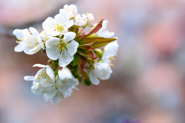 Macro shot of white cherry flowers isolated on blur background.
