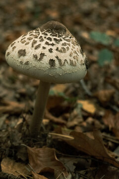 Kania mushroom