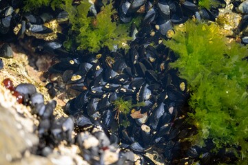 Obraz na płótnie Canvas Seaweed and bull kelp growing on rocks in the ocean in australia. Waves moving seaweed over rock and flowing with the tide in Japan. Seaweed farm 