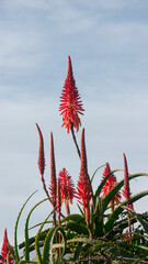 Flor de planta de aloe vera
