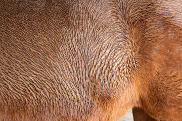 Close-up of the wet coat of a chestnut horse.