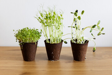 Seedlings in peat pots. Baby plants seeding, black hole trays for agricultural seedlings.The spring planting. Early seedling , grown from seeds in boxes at home on the windowsill. 
