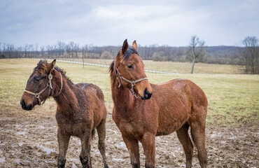 Two wet yearling Thoroughbreds on a rainy day in a pasture in the winter.
