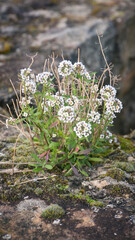 Arbusto silvestre de flores redondeadas creciendo en muro de piedra