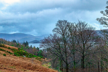 Obraz premium forest and sky