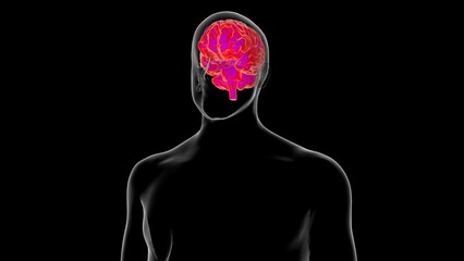 Human brain anatomy for medical concept 3D rendering
