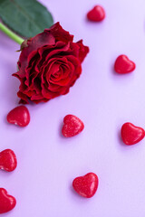red rose on a pink background with hearts