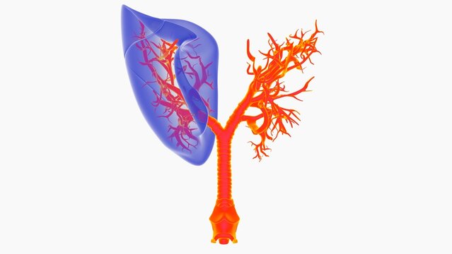 Lingula 이미지 찾아보기 34 스톡 사진, 벡터 및 비디오 Adobe Stock