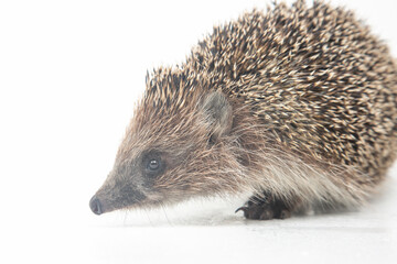Erinaceus europaeus. Common European hedgehog on a white background