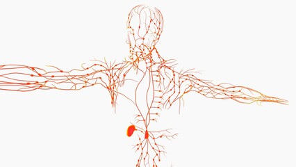 Human lymph nodes anatomy for medical concept 3D rendering