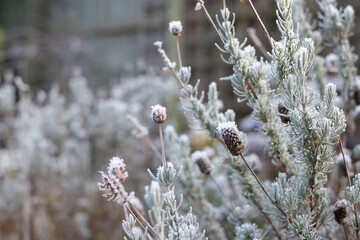 Decaying flower heads covered in frost, photographed on a cold winter's day in a suburban garden in Pinner, northwest London UK.