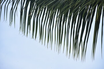 Fototapeta premium Hanging green palm tree leaf texture pattern with blue sky background in tropical summer destination