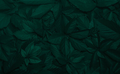 green leaves dark moody background