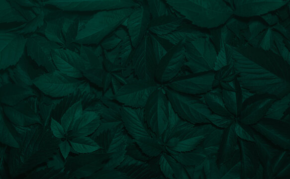 green leaves dark moody background © Oleg