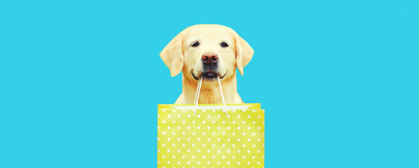 Portrait of happy Golden Retriever dog holding shopping bag in the teeth on blue background