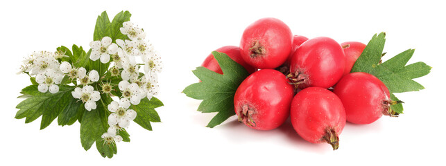 Hawthorn berry with flowers isolated on a white background