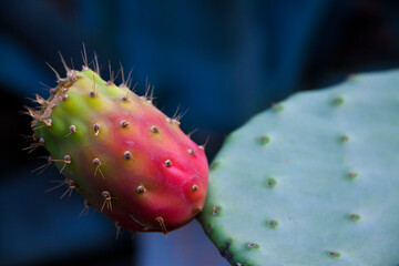 Tuno Indio fruta en Gran Canaria, España