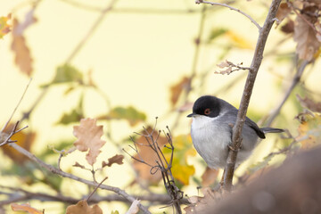 Sardinian warbler male (Sylvia melanocephala)