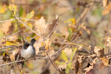 Sardinian warbler male (Sylvia melanocephala)