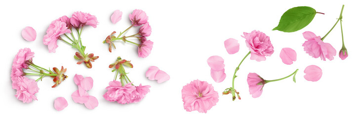 Sakura flower cherry blossom isolated on white background with full depth of field. Top view. Flat lay