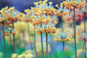 Blooming colorful plant Primula Florindae