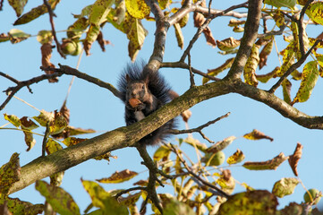 Squirrel eating nut
