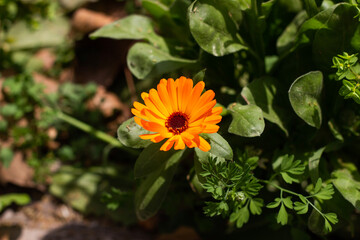 Flor naranja