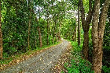 Tree tunnel and road,Pathway lane path with green trees in the forest. Beautiful alley in the park. Pathway through the dark forest.