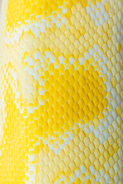 yellow python skin texture,golden yellow python skin texture,close up view of golden python (Python bivittatus) skin texture,Scales of a golden python ,Texture. The skin of a live yellow snake with 