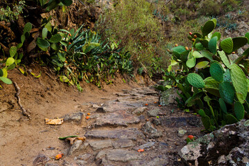 Camino del Barranco del El Sao en el Valle de Agaete en la Isla de Gran Canaria, España