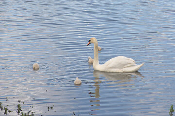 Mother swan and cygnets foraging in the lake -Cygnus olor