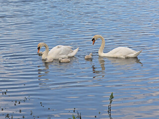 Swan family swimming in the lake