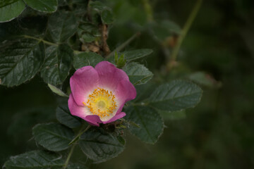 Pik wild rose with yellow heart, selective focus with green bokeh background - rosa canina